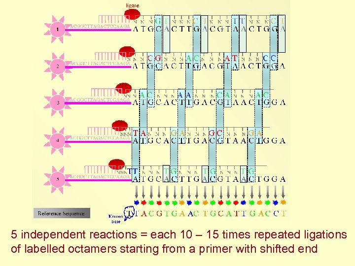 5 independent reactions = each 10 – 15 times repeated ligations of labelled octamers