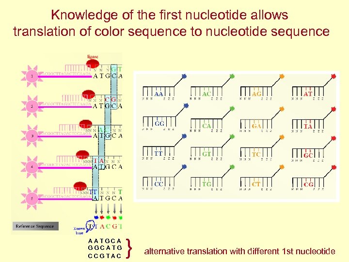 Knowledge of the first nucleotide allows translation of color sequence to nucleotide sequence AATGCA