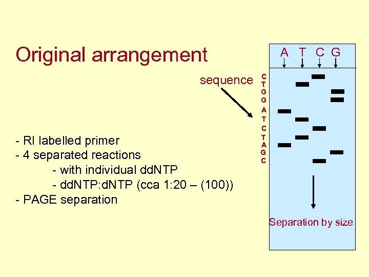 Original arrangement sequence - RI labelled primer - 4 separated reactions - with individual