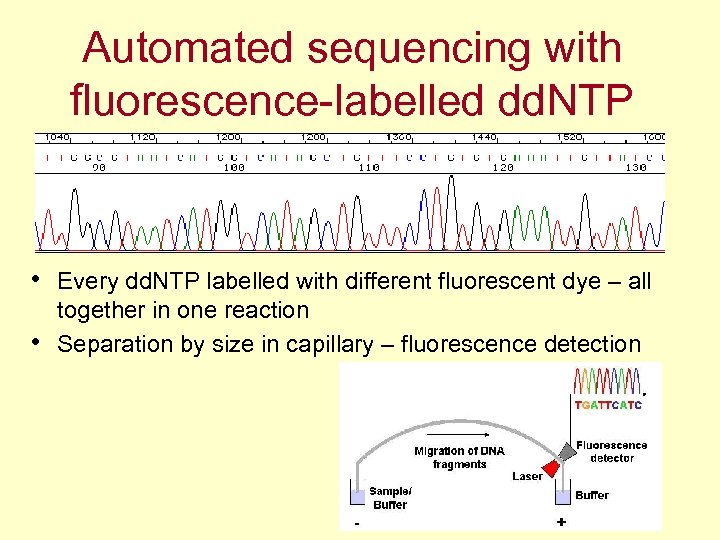 Automated sequencing with fluorescence-labelled dd. NTP • Every dd. NTP labelled with different fluorescent