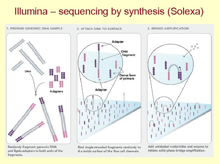 Illumina – sequencing by synthesis (Solexa) 
