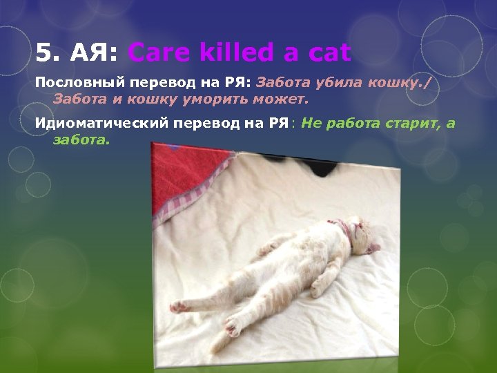 Заботиться перевод. Презентация: заботливая кошка. Care Killed a Cat - пословица.