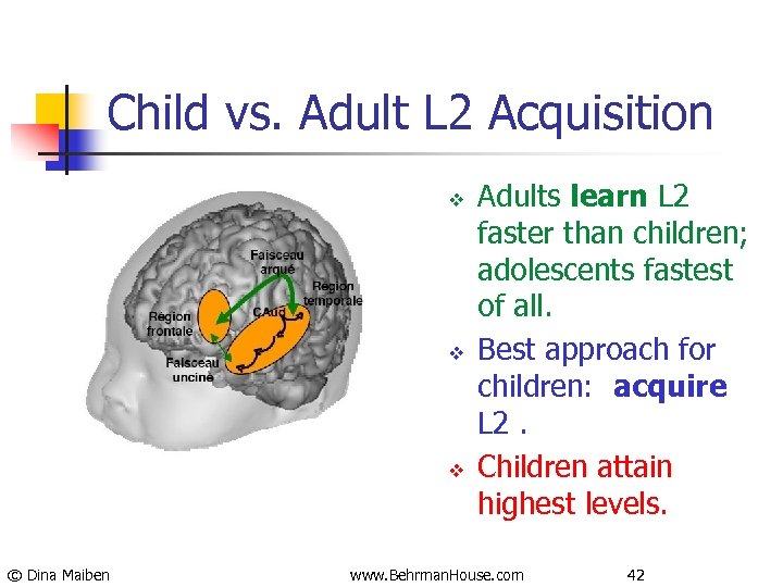 Child vs. Adult L 2 Acquisition v v v © Dina Maiben Adults learn