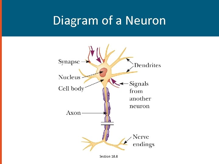 Diagram of a Neuron Section 18. 8 
