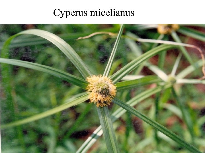 Cyperus micelianus 