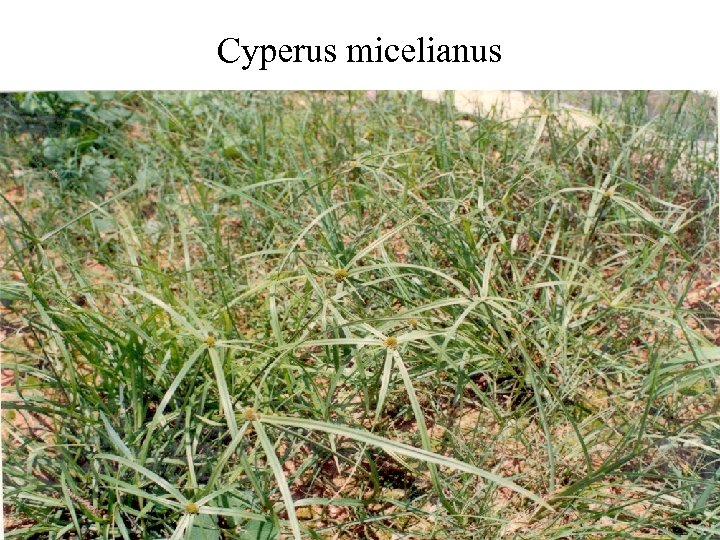 Cyperus micelianus 