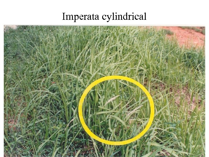 Imperata cylindrical 