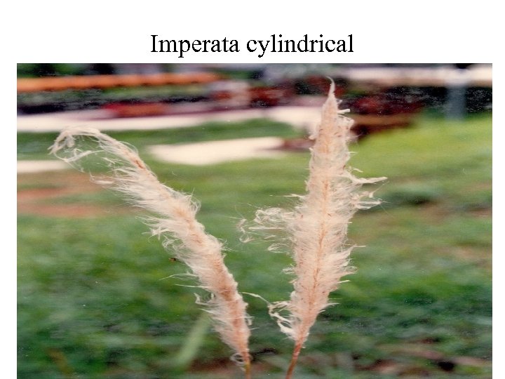 Imperata cylindrical 