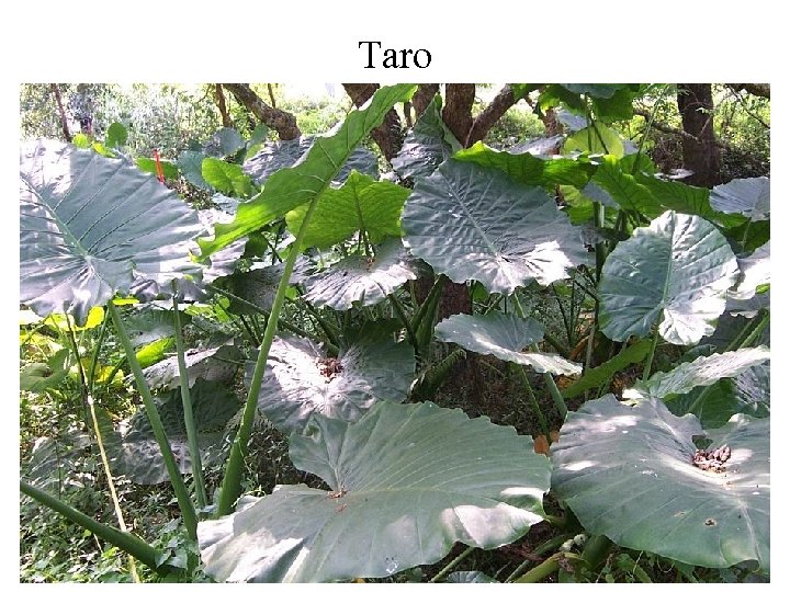 Taro 