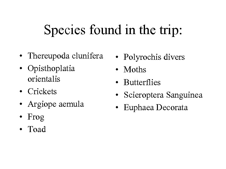 Species found in the trip: • Thereupoda clunifera • Opisthoplatia orientalis • Crickets •