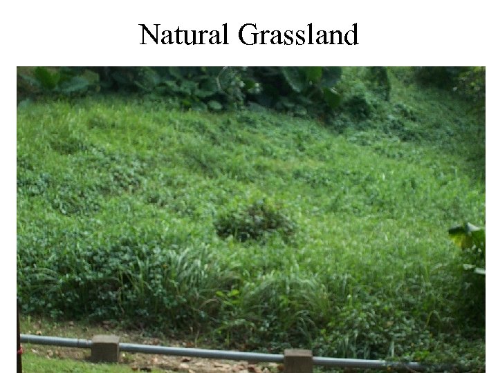 Natural Grassland 