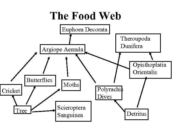The Food Web Euphoea Decorata Argiope Aemula Theroupoda Dunifera Opisthoplatia Orientalis Butterflies Cricket Tree
