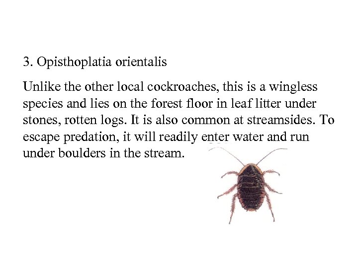 3. Opisthoplatia orientalis Unlike the other local cockroaches, this is a wingless species and
