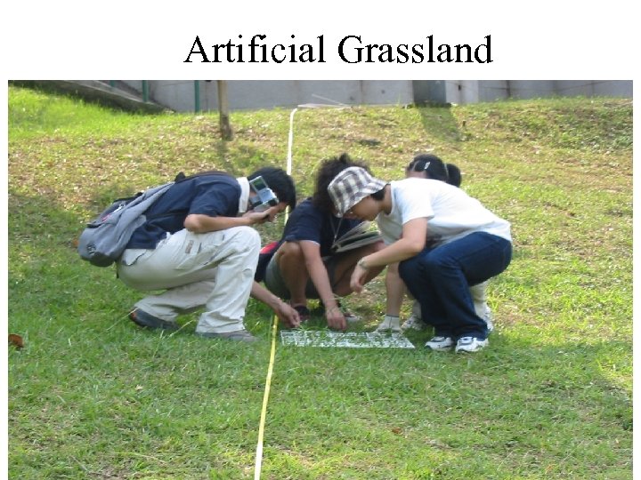 Artificial Grassland 
