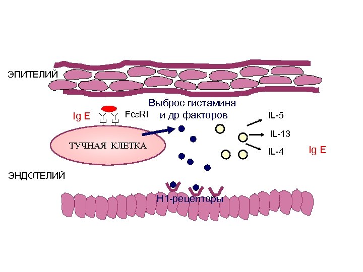 ЭПИТЕЛИЙ Ig E Выброс гистамина Fc RI и др факторов IL-5 IL-13 ТУЧНАЯ КЛЕТКА