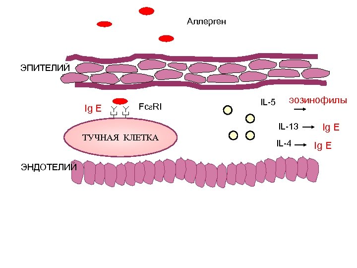 Аллерген ЭПИТЕЛИЙ Ig E Fc RI IL-5 эозинофилы IL-13 ТУЧНАЯ КЛЕТКА ЭНДОТЕЛИЙ IL-4 Ig
