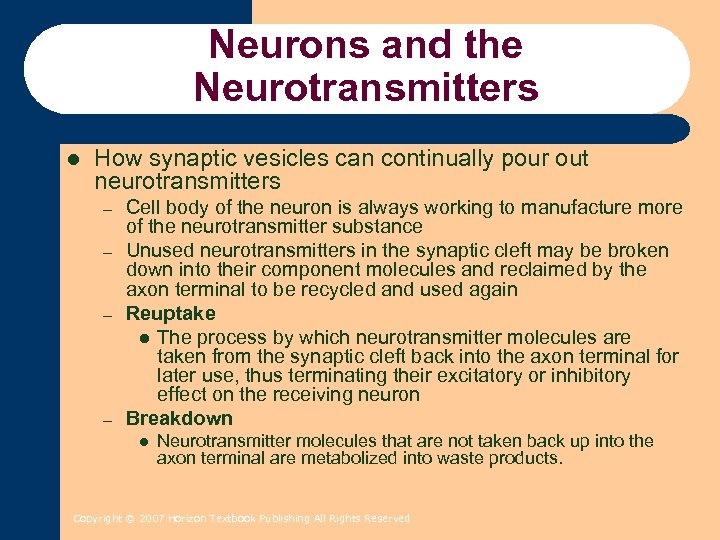 Neurons and the Neurotransmitters l How synaptic vesicles can continually pour out neurotransmitters –