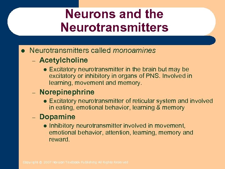 Neurons and the Neurotransmitters l Neurotransmitters called monoamines – Acetylcholine l – Norepinephrine l