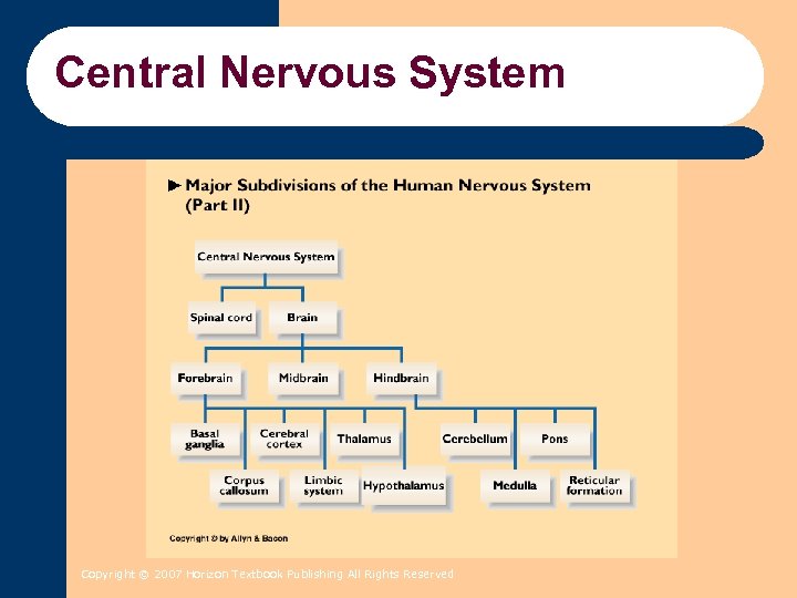 Central Nervous System Copyright © 2007 Horizon Textbook Publishing All Rights Reserved 