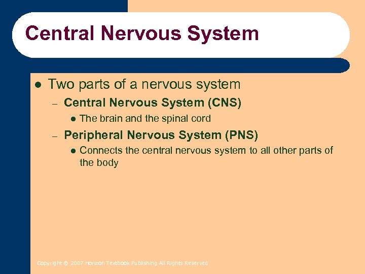 Central Nervous System l Two parts of a nervous system – Central Nervous System