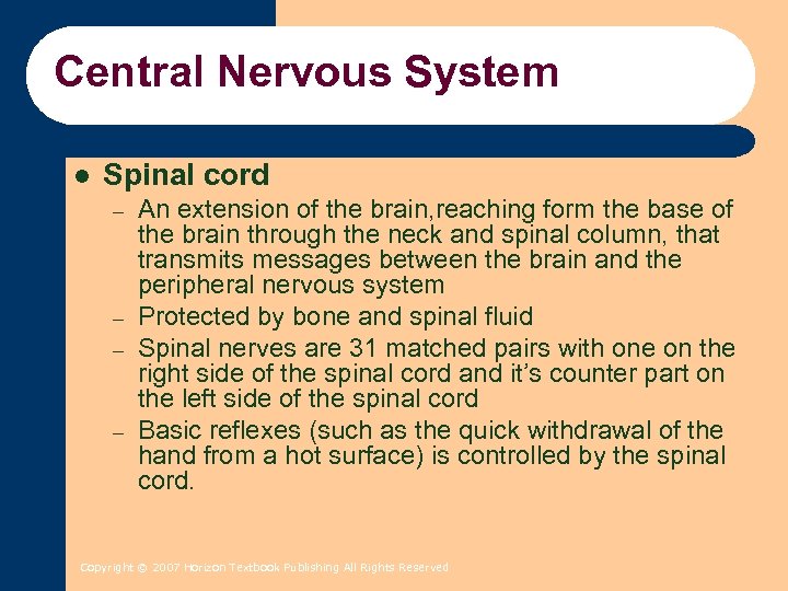 Central Nervous System l Spinal cord – – An extension of the brain, reaching