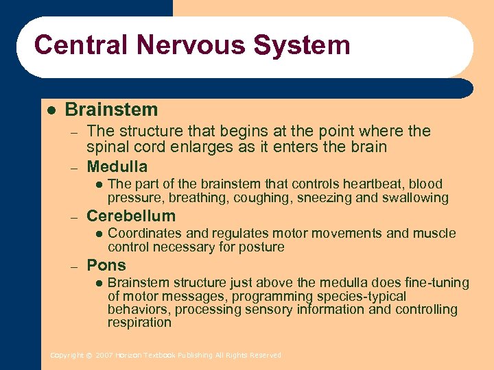Central Nervous System l Brainstem – – The structure that begins at the point