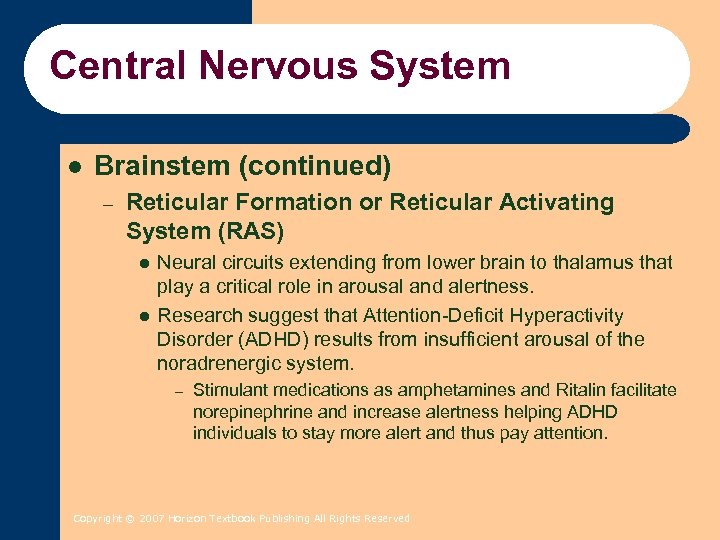 Central Nervous System l Brainstem (continued) – Reticular Formation or Reticular Activating System (RAS)