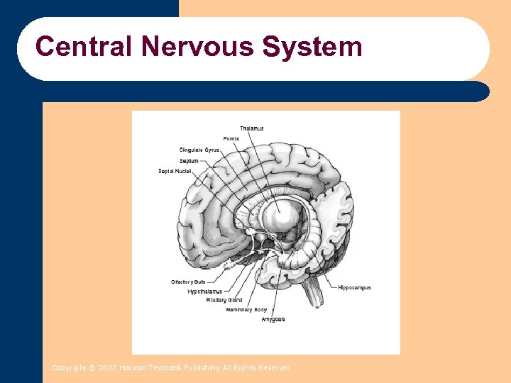 Central Nervous System Copyright © 2007 Horizon Textbook Publishing All Rights Reserved 