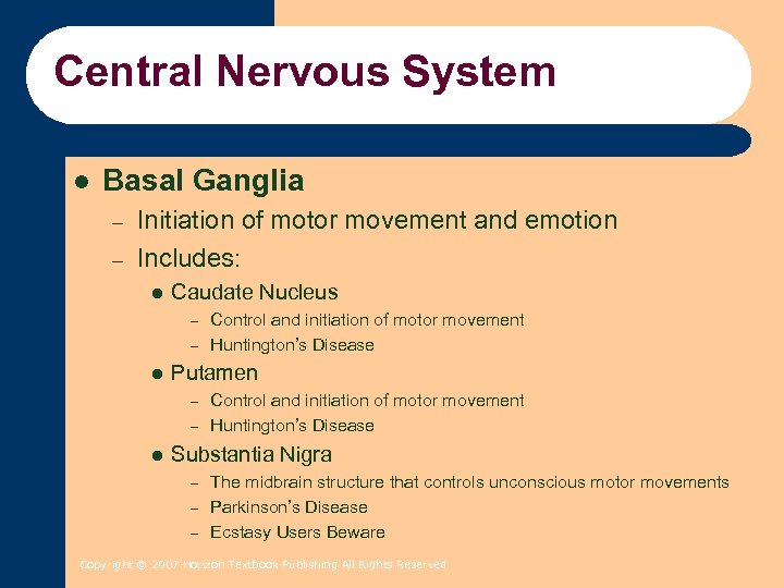 Central Nervous System l Basal Ganglia – – Initiation of motor movement and emotion
