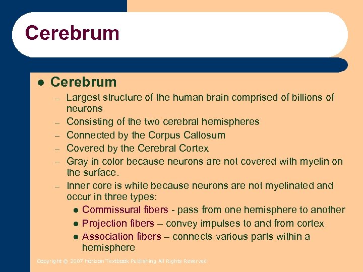 Cerebrum l Cerebrum – – – Largest structure of the human brain comprised of