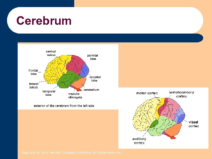 Cerebrum Copyright © 2007 Horizon Textbook Publishing All Rights Reserved 