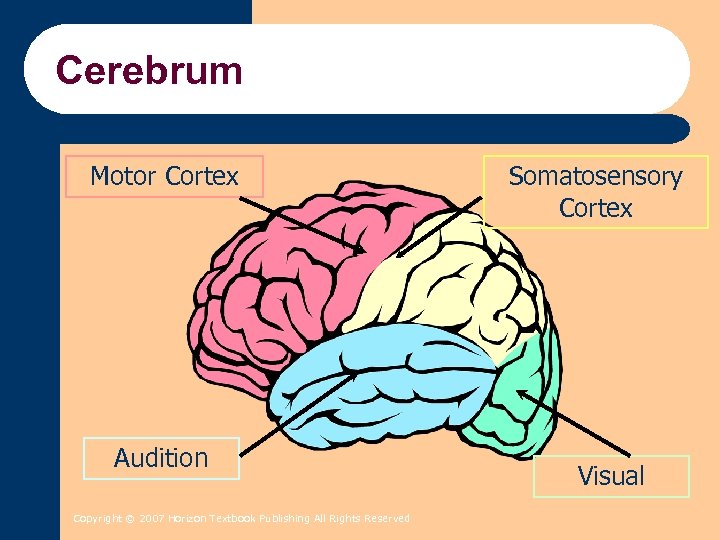 Cerebrum Motor Cortex Audition Copyright © 2007 Horizon Textbook Publishing All Rights Reserved Somatosensory