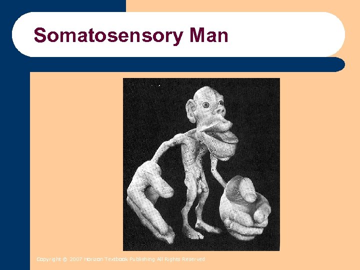 Somatosensory Man Copyright © 2007 Horizon Textbook Publishing All Rights Reserved 