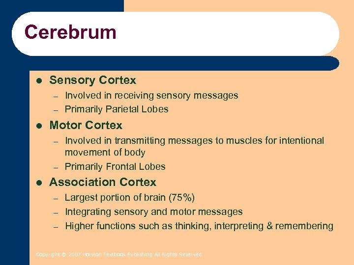 Cerebrum l Sensory Cortex – – l Motor Cortex – – l Involved in
