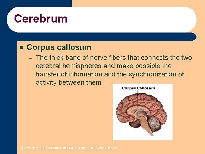 Cerebrum l Corpus callosum – The thick band of nerve fibers that connects the