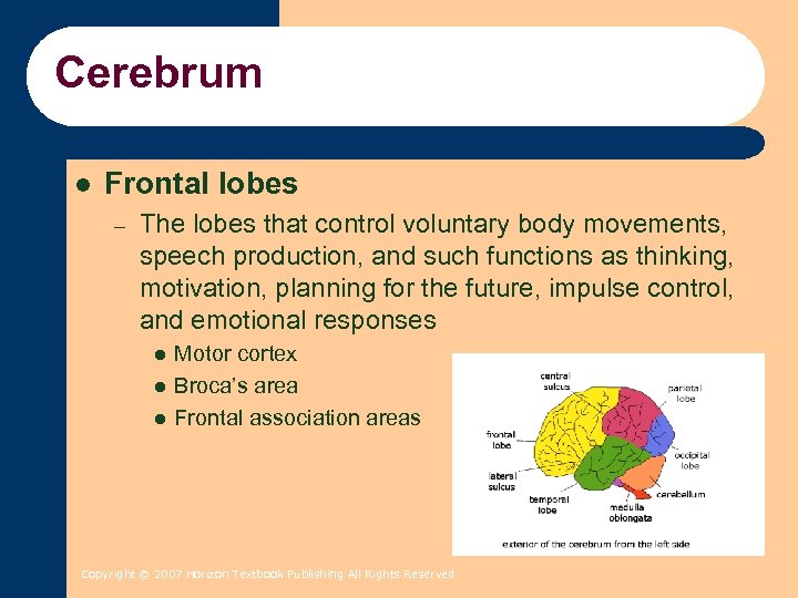 Cerebrum l Frontal lobes – The lobes that control voluntary body movements, speech production,