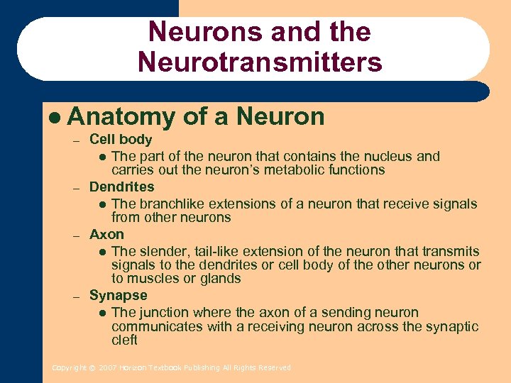 Neurons and the Neurotransmitters l Anatomy – – of a Neuron Cell body l