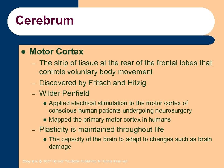 Cerebrum l Motor Cortex – – – The strip of tissue at the rear
