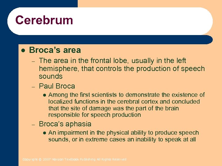 Cerebrum l Broca’s area – – The area in the frontal lobe, usually in