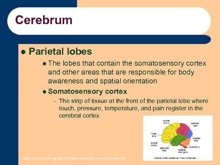 Cerebrum l Parietal lobes l The lobes that contain the somatosensory cortex and other