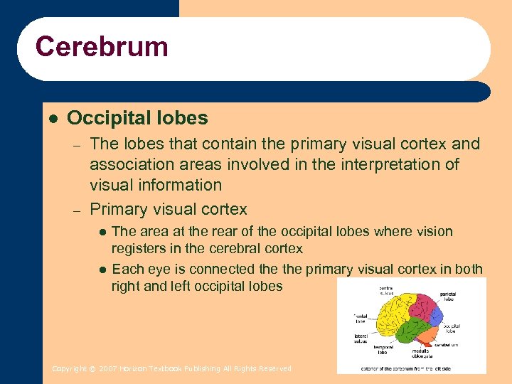Cerebrum l Occipital lobes – – The lobes that contain the primary visual cortex
