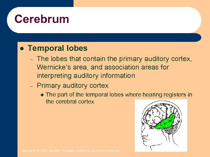 Cerebrum l Temporal lobes – – The lobes that contain the primary auditory cortex,