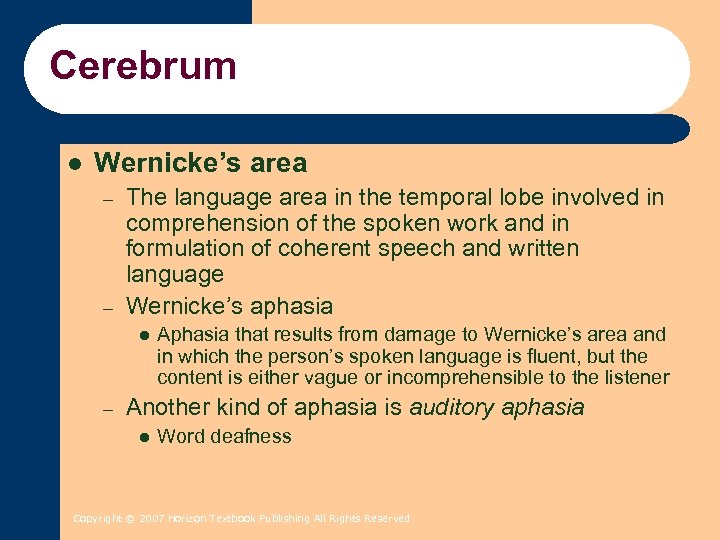 Cerebrum l Wernicke’s area – – The language area in the temporal lobe involved