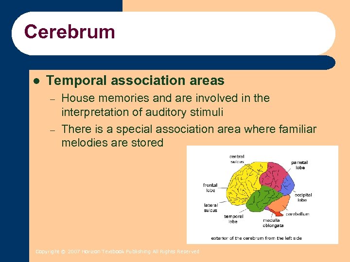 Cerebrum l Temporal association areas – – House memories and are involved in the