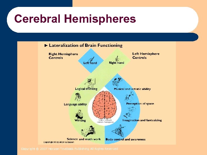 Cerebral Hemispheres Copyright © 2007 Horizon Textbook Publishing All Rights Reserved 
