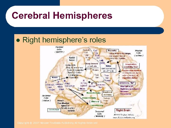 Cerebral Hemispheres l Right hemisphere’s roles Copyright © 2007 Horizon Textbook Publishing All Rights