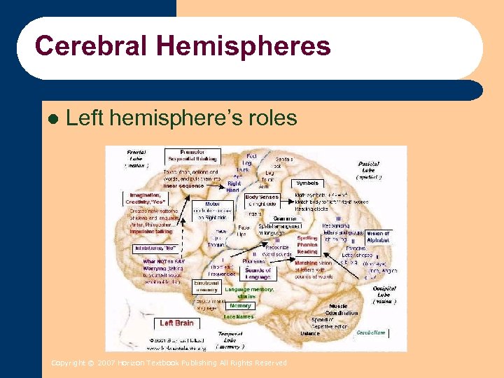 Cerebral Hemispheres l Left hemisphere’s roles Copyright © 2007 Horizon Textbook Publishing All Rights