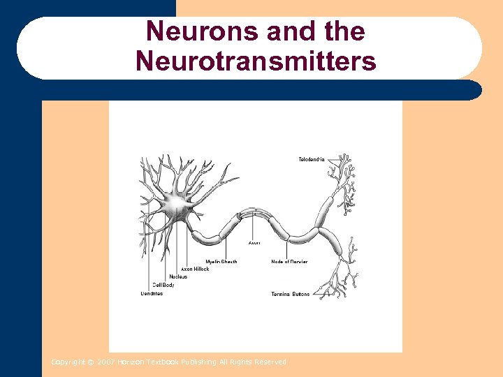 Neurons and the Neurotransmitters Copyright © 2007 Horizon Textbook Publishing All Rights Reserved 