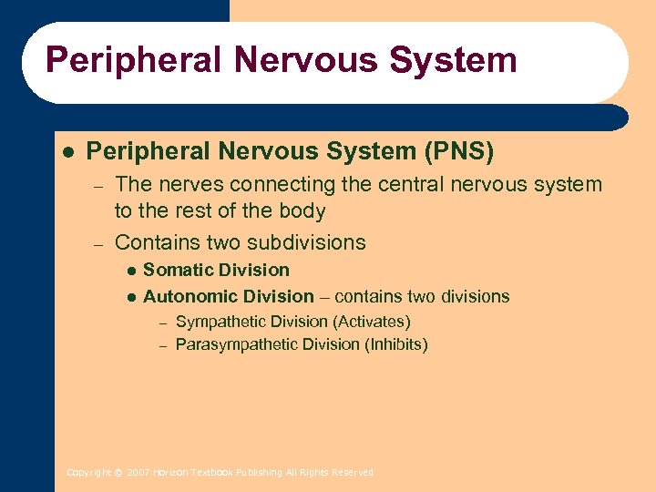 Peripheral Nervous System l Peripheral Nervous System (PNS) – – The nerves connecting the