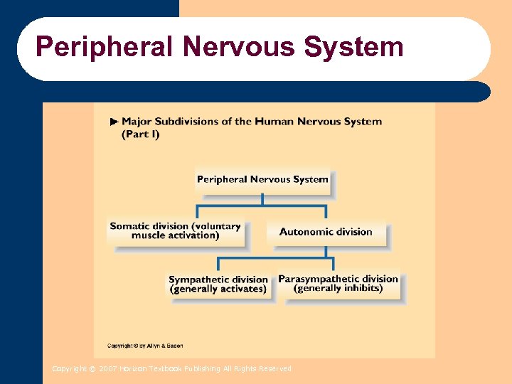 Peripheral Nervous System Copyright © 2007 Horizon Textbook Publishing All Rights Reserved 